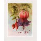 PRINT ROB POHL COLLECTION Fuchsia D
